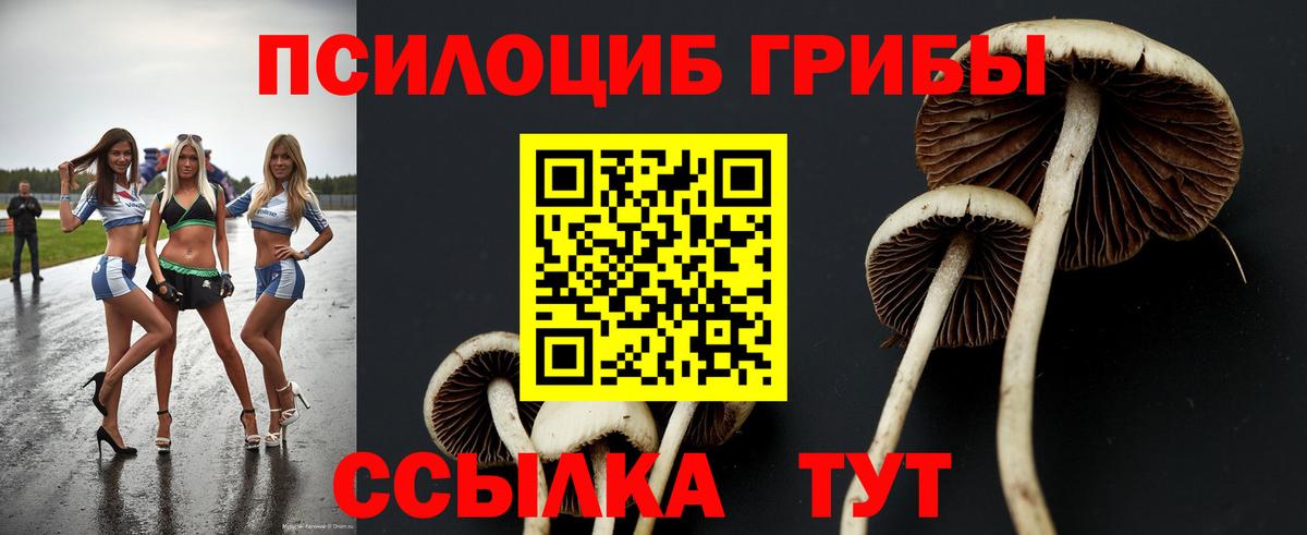 Псилоцибиновые грибы Psilocybe Ртищево